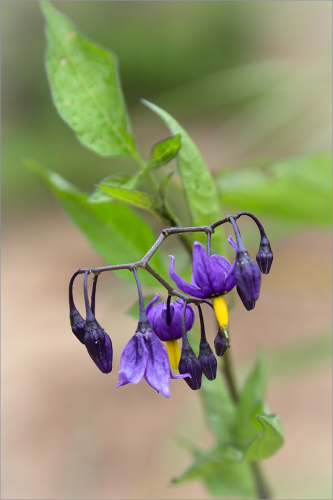 Изображение особи Solanum dulcamara.