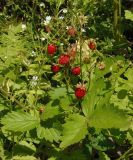 Fragaria vesca