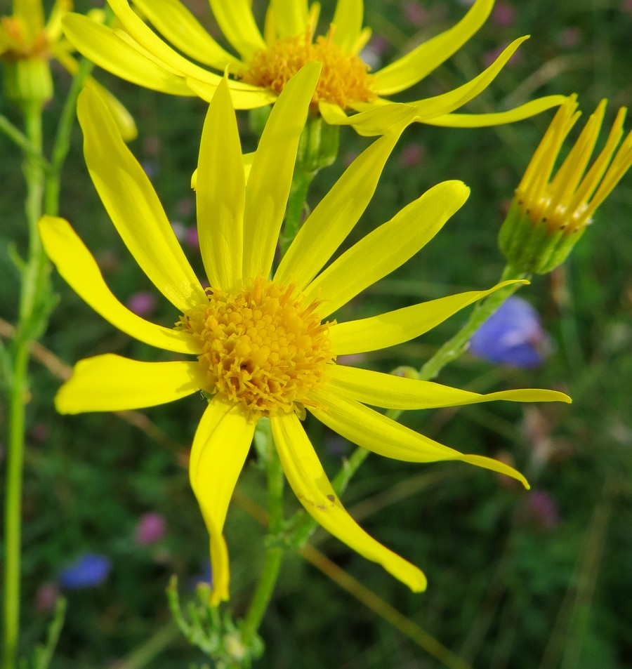Изображение особи Senecio erucifolius.