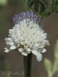 Cephalaria transsylvanica. Соцветие. Молдова, Криулянский р-н, окрестности с. Слободзея-Дужка, пойма р. Днестр. 13.07.2014.
