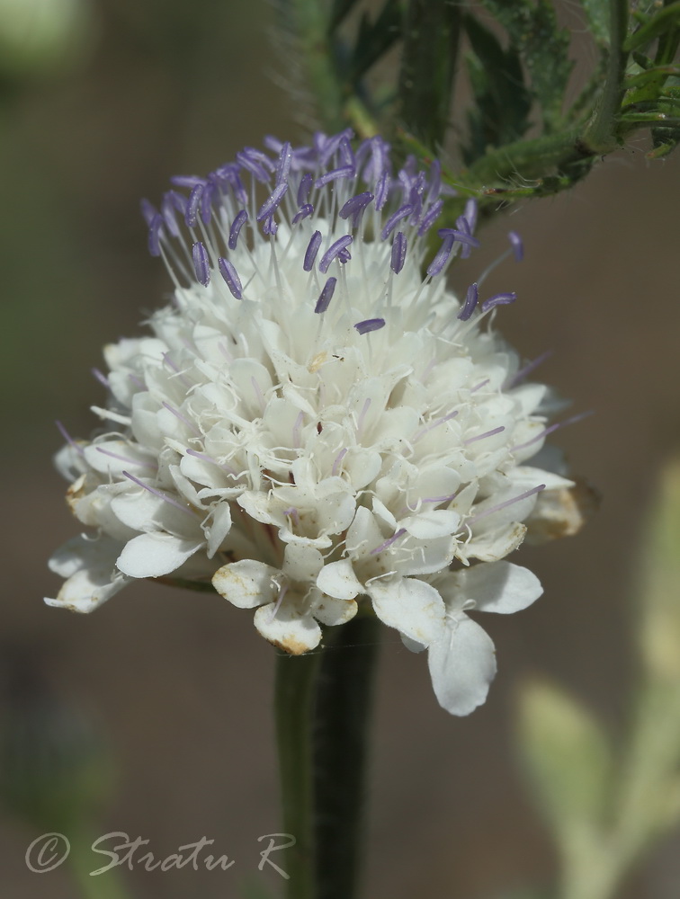 Image of Cephalaria transsylvanica specimen.