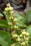 Orthilia secunda. Верхушка цветоноса с созревающими плодами. Мурманск, конец августа.
