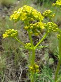 Patrinia intermedia