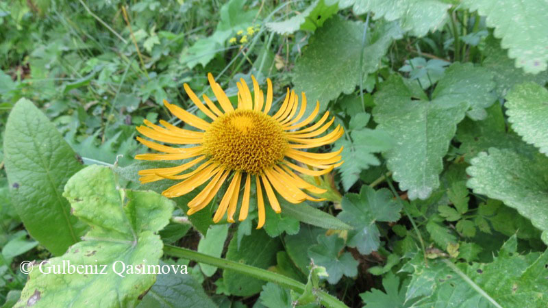 Image of genus Inula specimen.