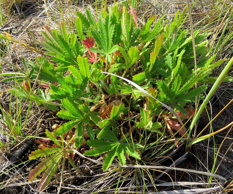 Изображение особи Potentilla humifusa.