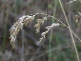 Poa badensis