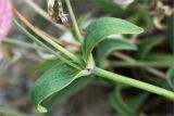 Oberna uniflora