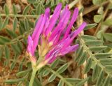 Astragalus borysthenicus