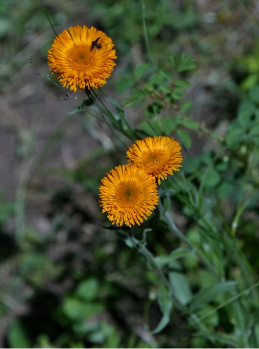 Image of Erigeron aurantiacus specimen.