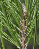 Pinus brutia