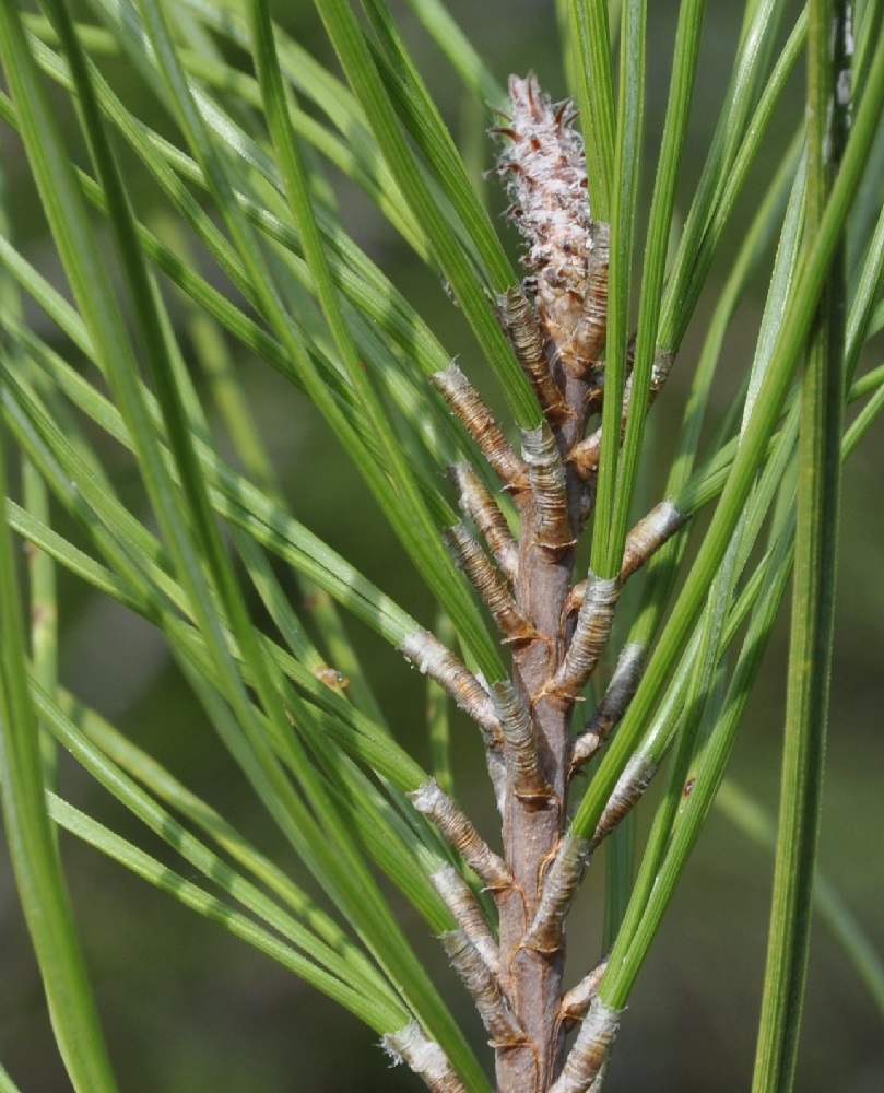 Изображение особи Pinus brutia.