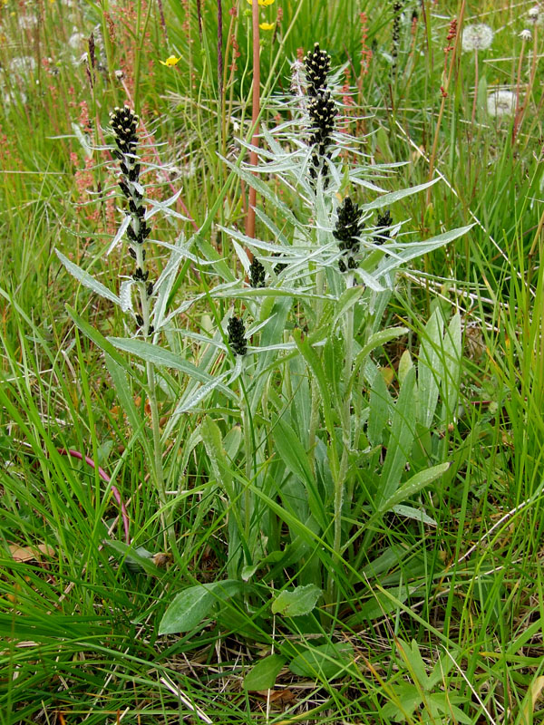 Image of Omalotheca norvegica specimen.