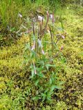 Epilobium palustre