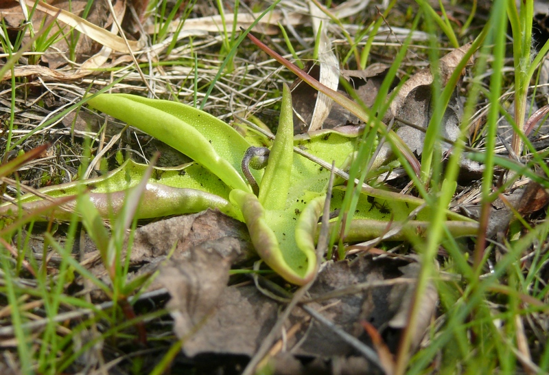 Изображение особи Pinguicula vulgaris.