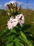 Saponaria officinalis