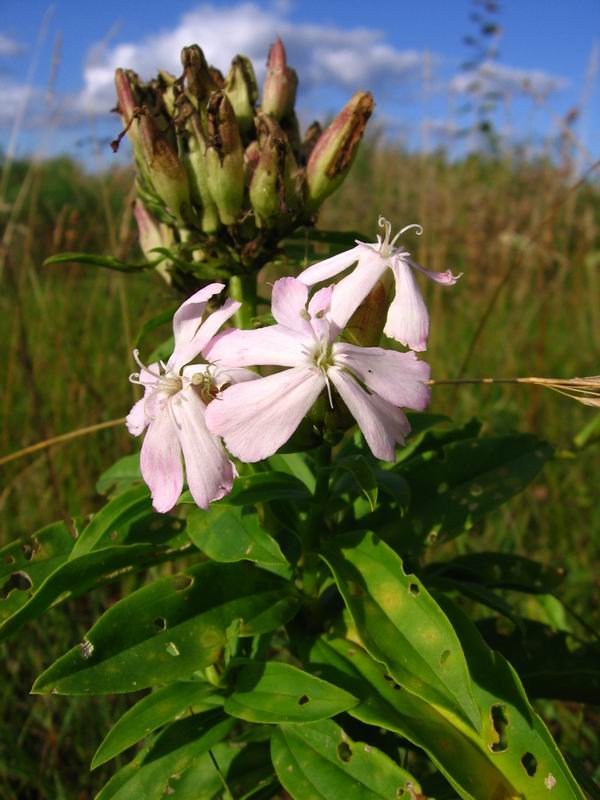 Изображение особи Saponaria officinalis.