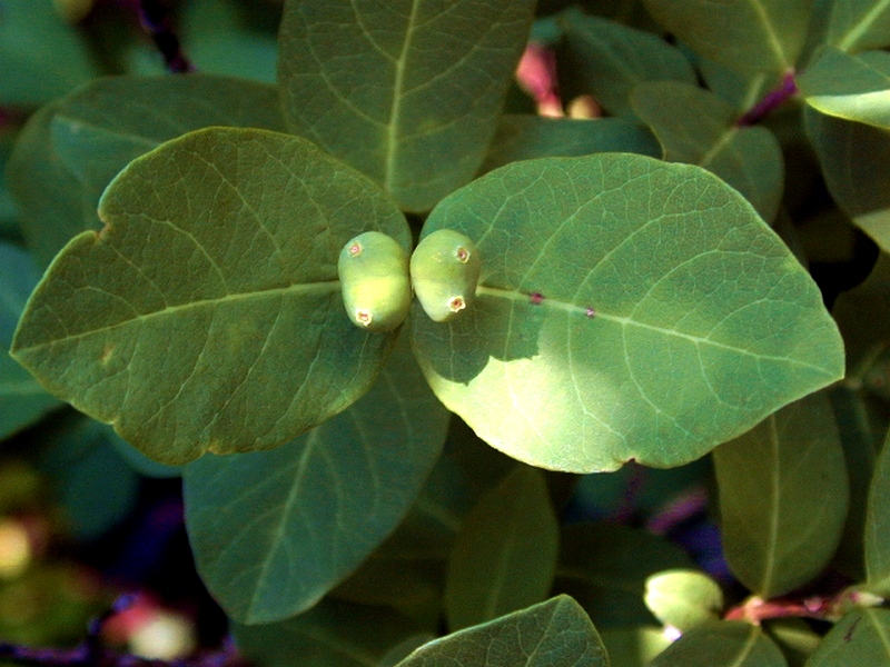 Image of Lonicera chamissoi specimen.