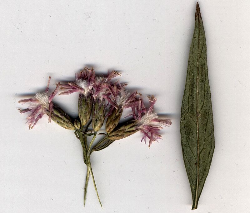 Image of Saussurea elegans specimen.