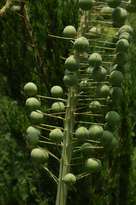 Изображение особи Eremurus robustus.