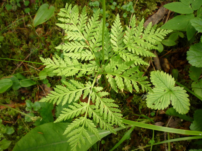 Изображение особи Botrychium virginianum.