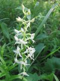 Platanthera bifolia. Соцветие. Московская обл., Одинцовский р-н, окр. г. Кубинка, окр. водохранилища Трасна, смешанный лес. 23.06.2009.