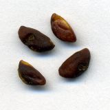 Image of taxon representative. Author is Николай Дегтярёв