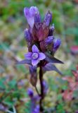 Gentianella campestris