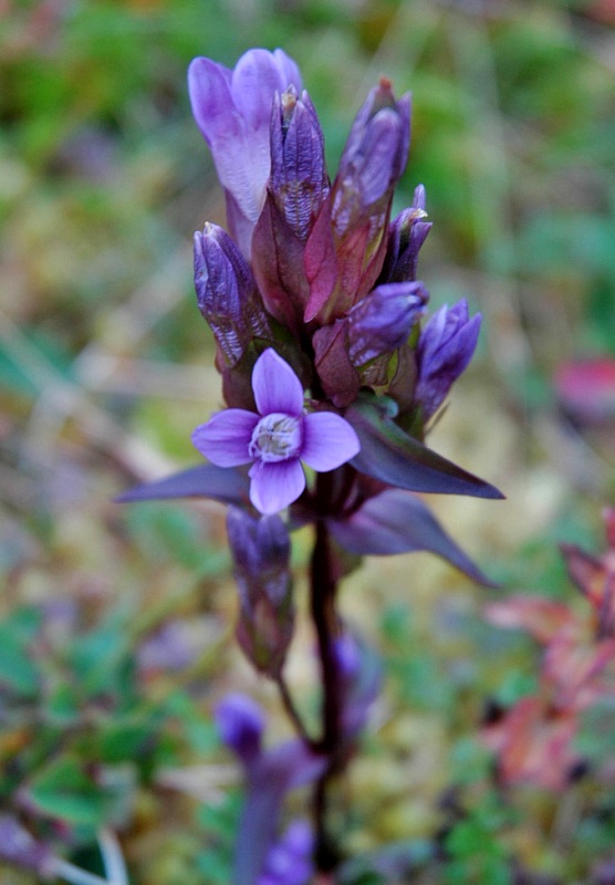 Изображение особи Gentianella campestris.