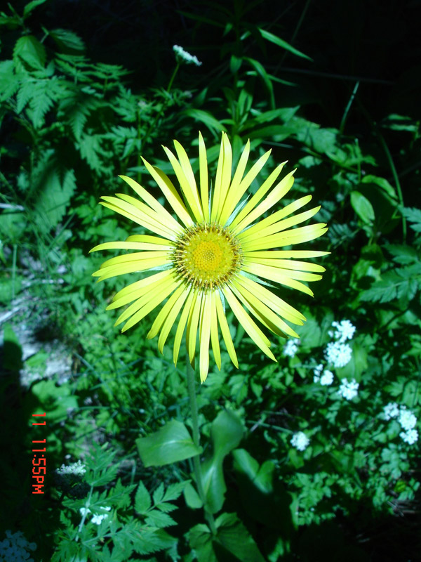 Image of Doronicum turkestanicum specimen.