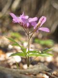 Cardamine quinquefolia