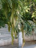 Gleditsia triacanthos. Нижняя часть дерева с зелеными плодами. Кыргызстан, г. Бишкек, газон по ул. Боконбаева. 29.06.2015.