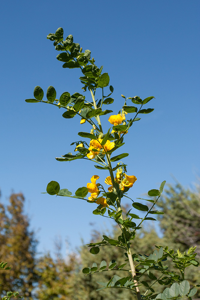 Изображение особи Colutea arborescens.