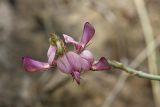 Hedysarum taschkendicum