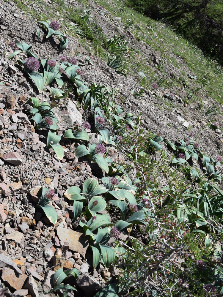 Image of Allium karataviense ssp. henrikii specimen.