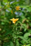 Barleria prionitis. Верхушки побегов с цветками и плодами. Андаманские острова, остров Лонг, в поселке. 06.01.2015.