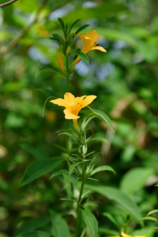 Изображение особи Barleria prionitis.