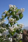 Lonicera nummulariifolia