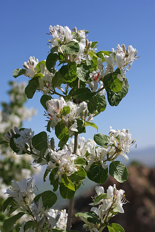 Изображение особи Lonicera nummulariifolia.