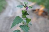 Lamium maculatum
