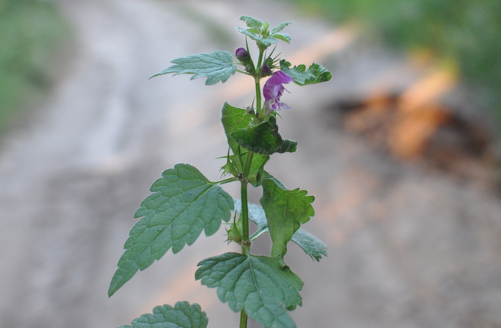 Изображение особи Lamium maculatum.