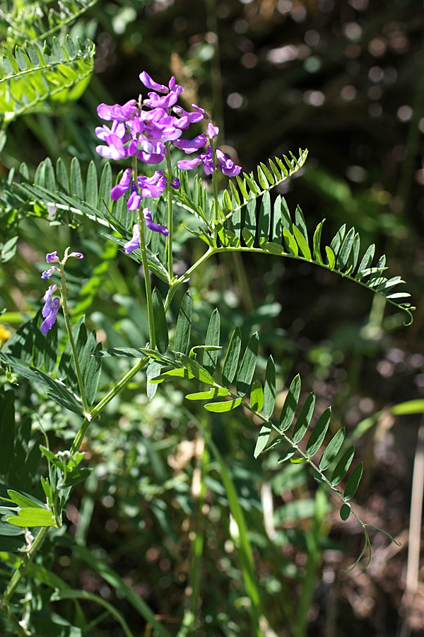 Изображение особи Vicia tenuifolia.