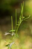 Epilobium pseudorubescens