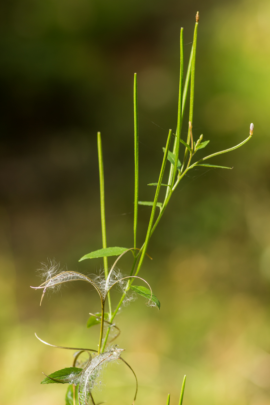 Изображение особи Epilobium pseudorubescens.