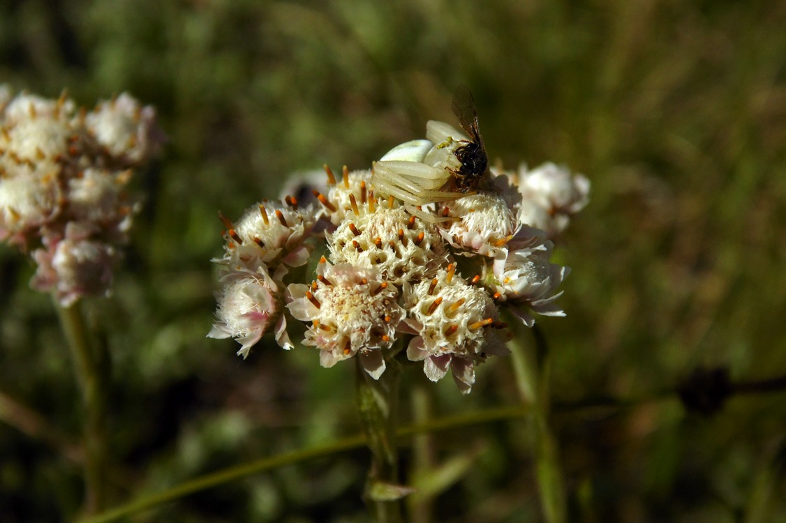 Изображение особи Antennaria dioica.