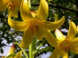 Lilium kesselringianum