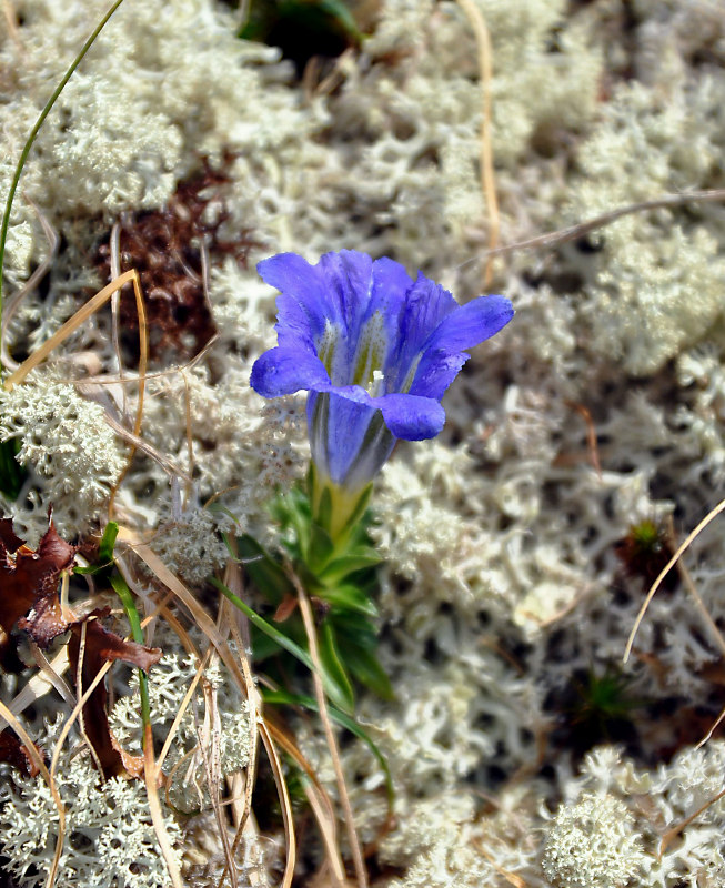 Изображение особи Gentiana grandiflora.