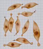 Image of taxon representative. Author is Татьяна Мальчинская