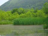 Typha latifolia. Заросль вегетирующих растений на прибрежном мелководье. Камчатский край, г. Петропавловск-Камчатский, Октябрьский р-н, озеро Култучное. 07.07.2015.