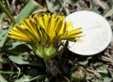 Taraxacum dissectum