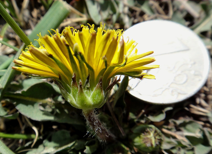 Изображение особи Taraxacum dissectum.